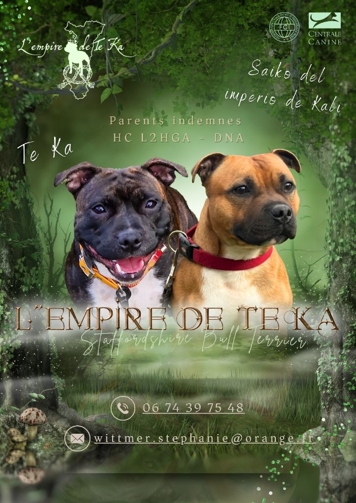 chiot Staffordshire Bull Terrier De L'Empire De Te Ka