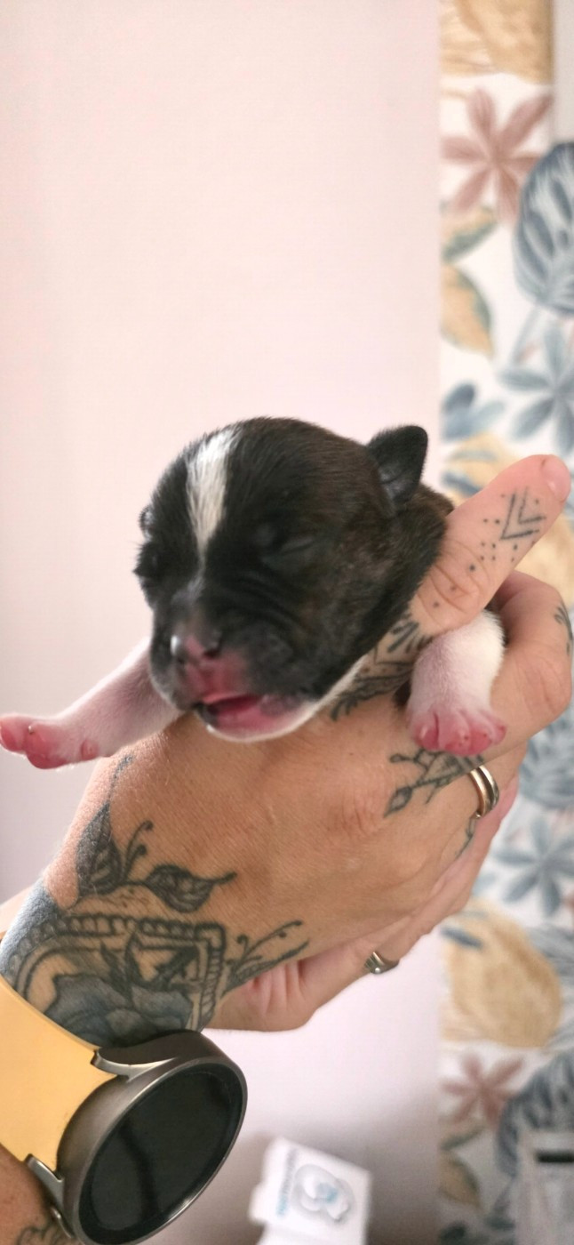 De L'Empire De Te Ka - Chiots disponibles - Staffordshire Bull Terrier