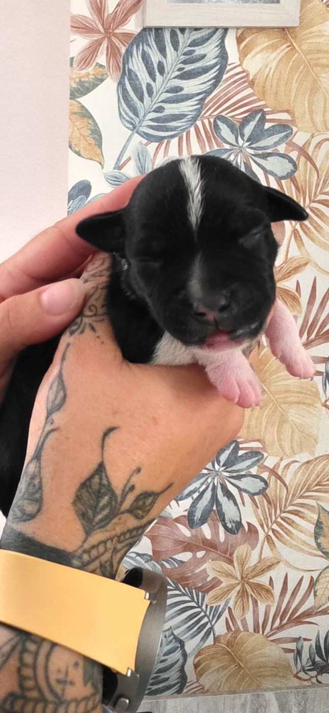 De L'Empire De Te Ka - Chiots disponibles - Staffordshire Bull Terrier