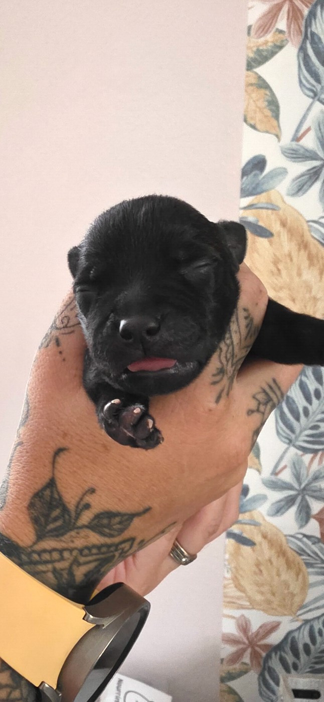 De L'Empire De Te Ka - Chiots disponibles - Staffordshire Bull Terrier