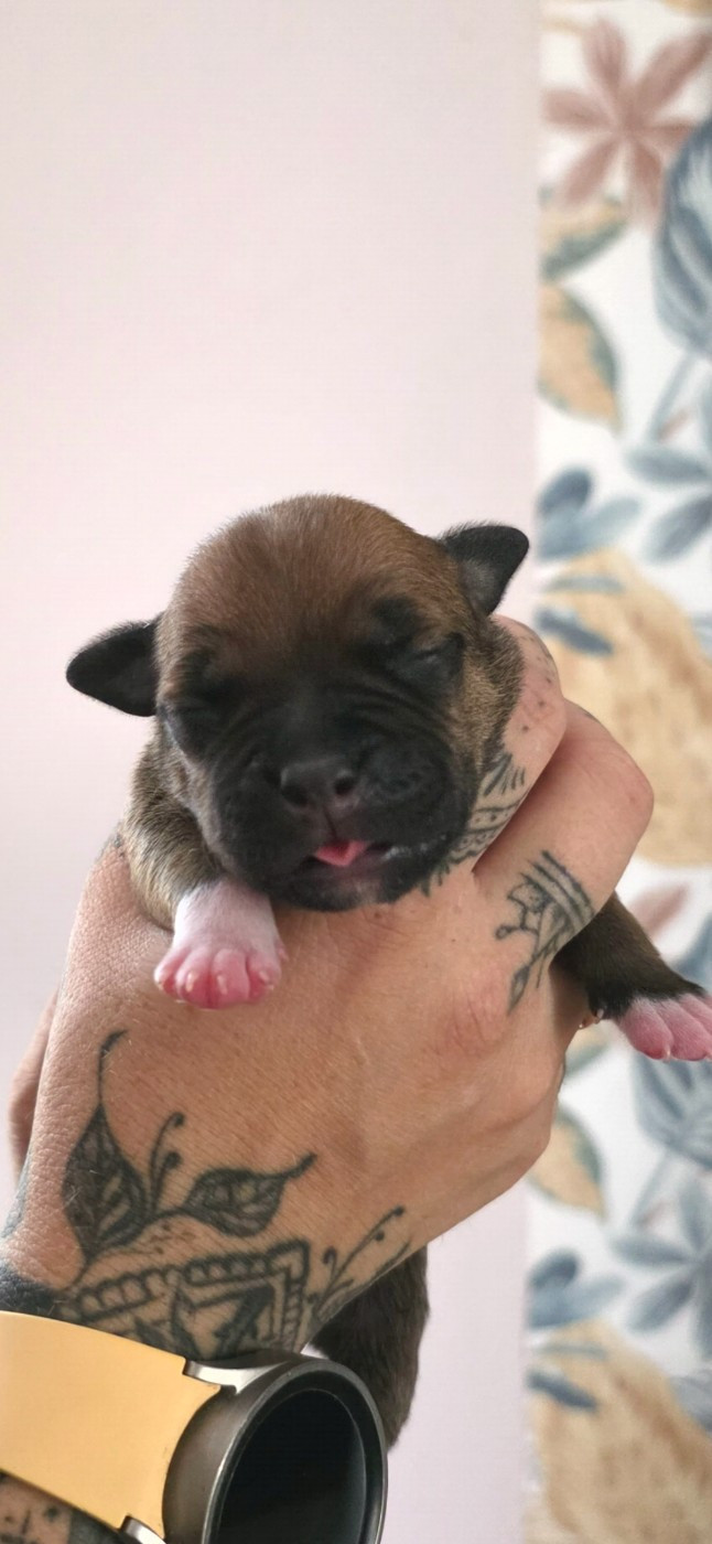 De L'Empire De Te Ka - Chiots disponibles - Staffordshire Bull Terrier