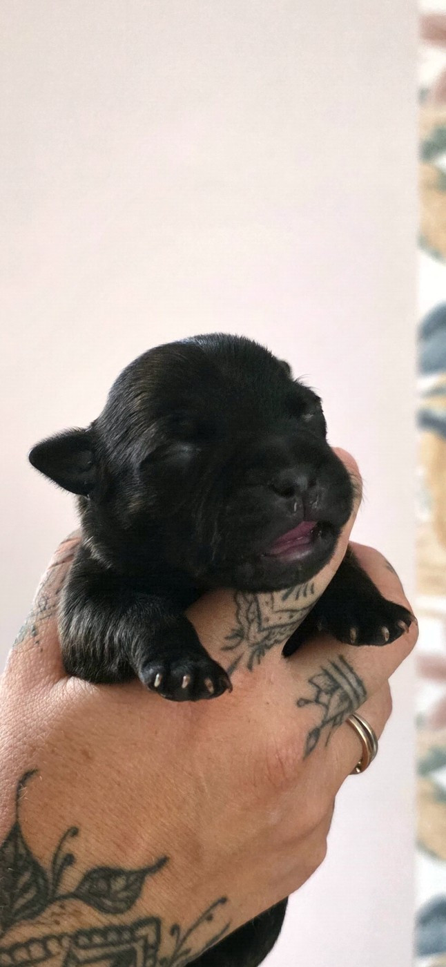 De L'Empire De Te Ka - Chiots disponibles - Staffordshire Bull Terrier