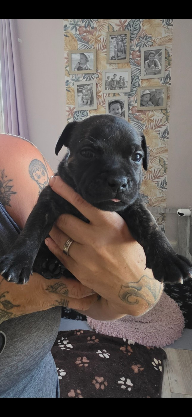 De L'Empire De Te Ka - Chiots disponibles - Staffordshire Bull Terrier