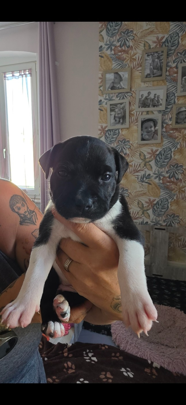 De L'Empire De Te Ka - Chiots disponibles - Staffordshire Bull Terrier
