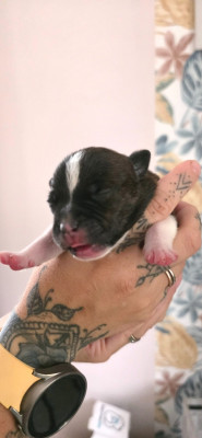 CHIOT 5