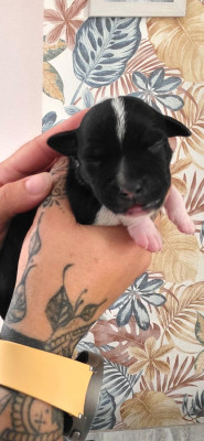 CHIOT 6