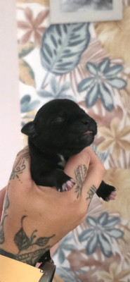 CHIOT 1