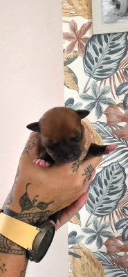 CHIOT 2