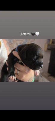 Antéros 