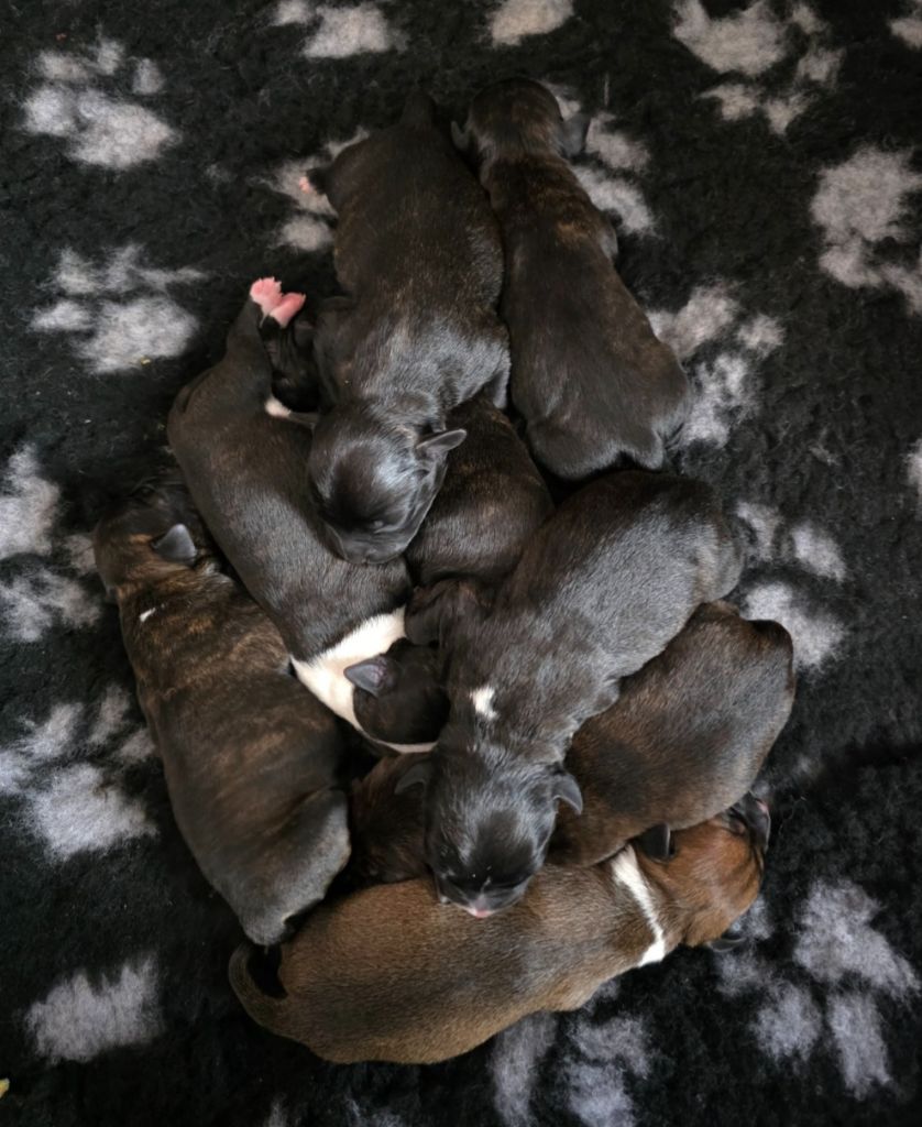 Chiot Staffordshire Bull Terrier De L'Empire De Te Ka